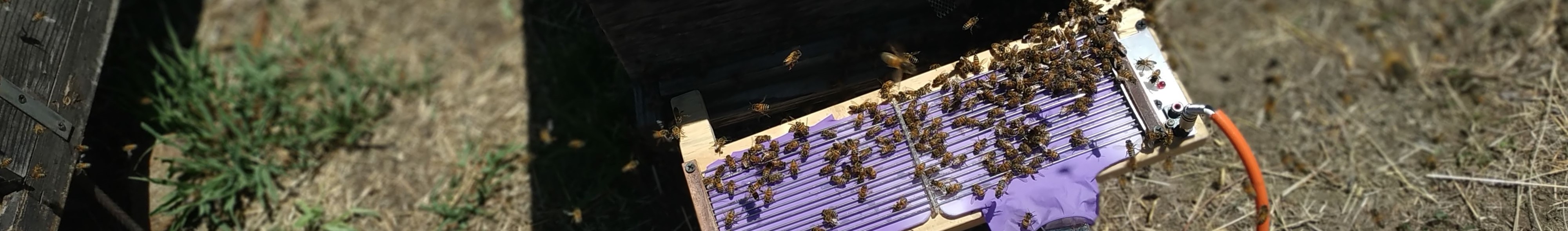 Close up image of bee venom collector slave device